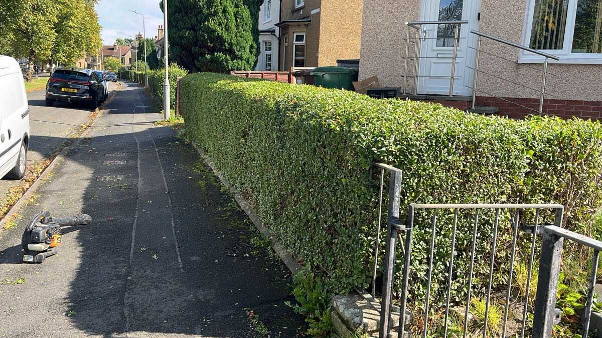 Roadside hedge trimmed neat and square in Glasgow