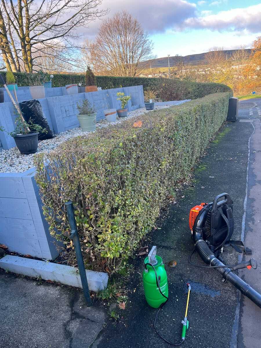 After — Path-side hedge trimmed low and level