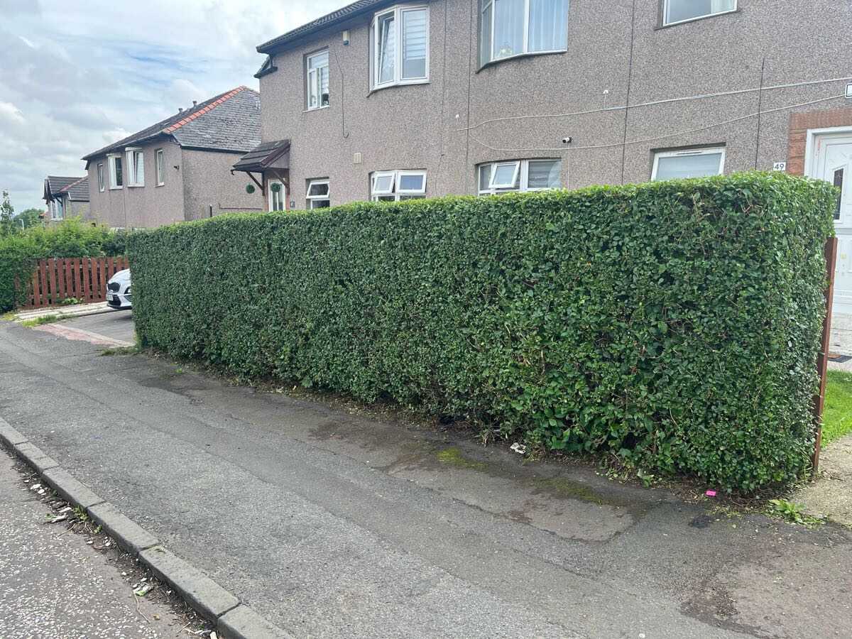 After — Hedge overhanging the pavement cut right back