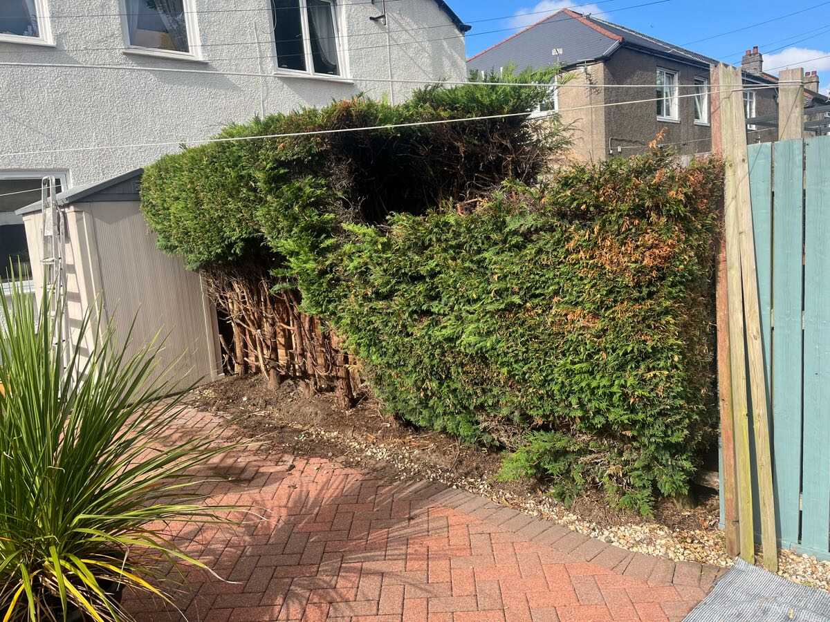 Before — Old conifer hedge removed and the fence line cleared and tidied