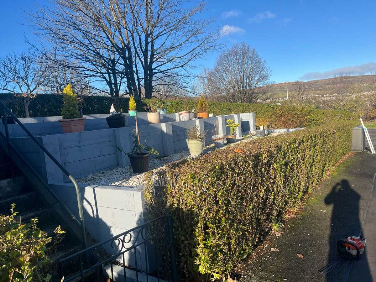 Before — Path-side hedge trimmed low and level