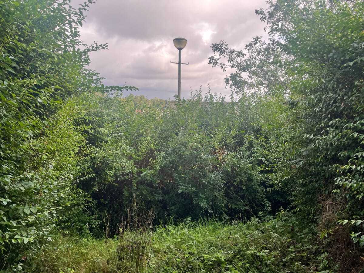 Before — Overgrown boundary hedge trimmed level